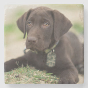 Chocolate Lab Puppy Stone Coaster