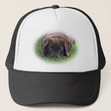 Chocolate Lab Puppy