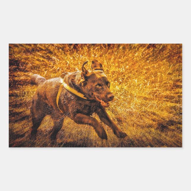 Chocolate Lab Running Orange Burst Rectangular Sticker (Front)