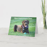 Chocolate Lab Thinking Of You Card!
