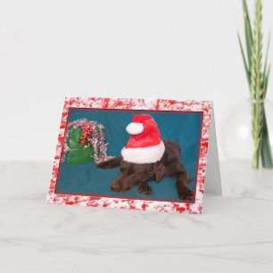 Chocolate Lab Wearing Santa Hat Photograph Holiday Card