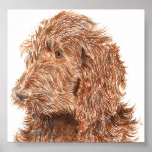 Chocolate Labradoodle #2 Print