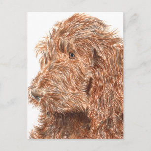Chocolate Labradoodle Postcard