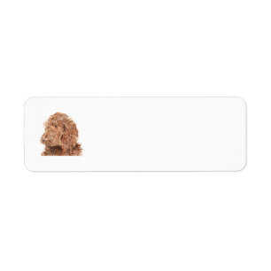 Chocolate Labradoodle Return Address Label