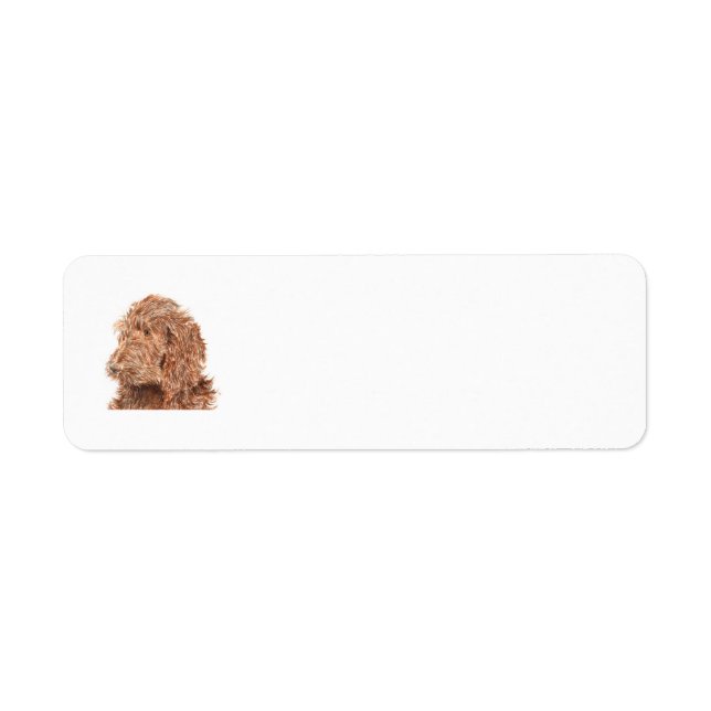 Chocolate Labradoodle Return Address Label (Front)