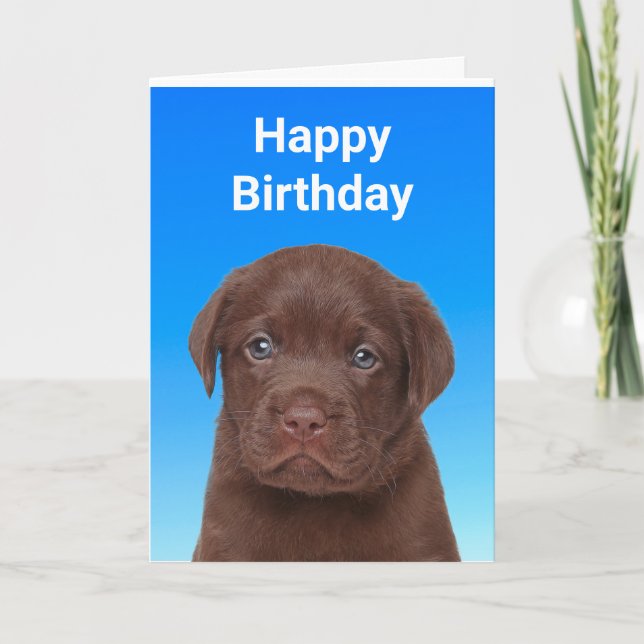 Chocolate Labrador Birthday Card (Front)