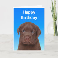 Chocolate Labrador Birthday