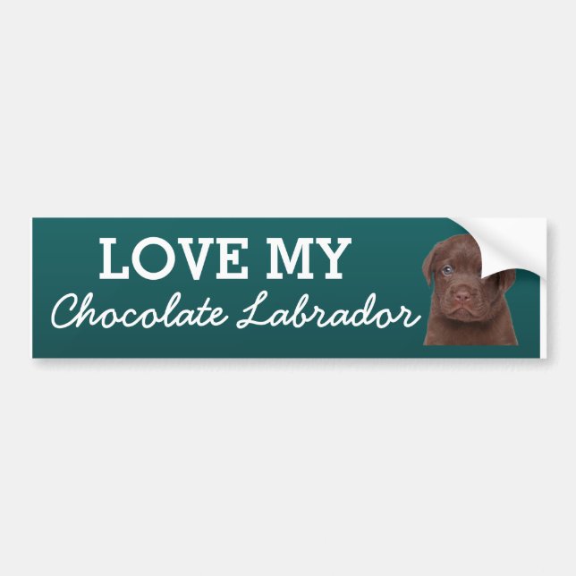 Chocolate Labrador Bumper Sticker (Front)