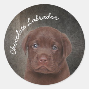 Chocolate Labrador Classic Round Sticker