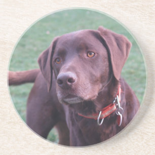 Chocolate Labrador coaster