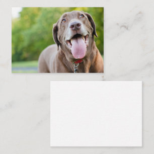 Chocolate Labrador Dog Business Card