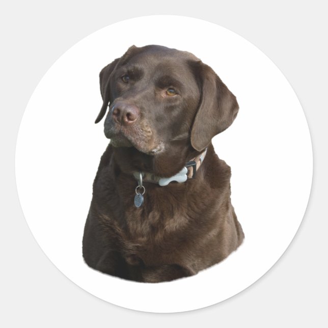 Chocolate Labrador dog photo portrait Classic Round Sticker (Front)