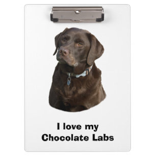 Chocolate Labrador dog photo portrait Clipboard