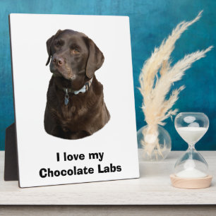 Chocolate Labrador dog photo portrait Plaque