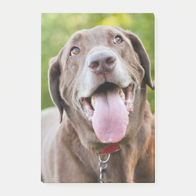 Chocolate Labrador Dog Post-it Notes (Front)