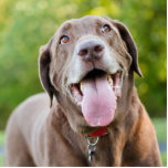 Chocolate Labrador Dog Standing Photo Sculpture<br><div class="desc">Happy chocolate Labrador Retriever dog panting at the park</div>