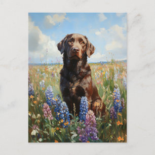 Chocolate Labrador Lupine Flowers Postcard