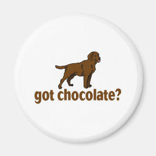 Chocolate Labrador Magnet