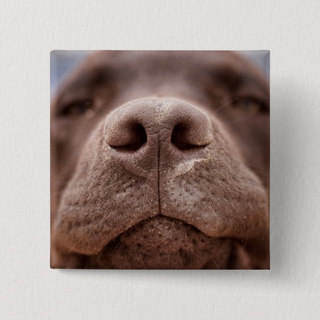 Chocolate Labrador Nose Closeup 15 Cm Square Badge (Front)