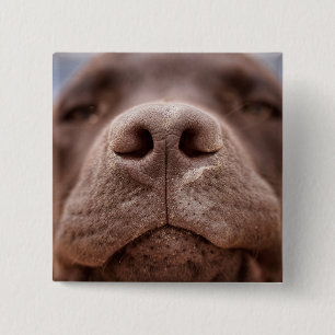 Chocolate Labrador Nose Closeup 15 Cm Square Badge