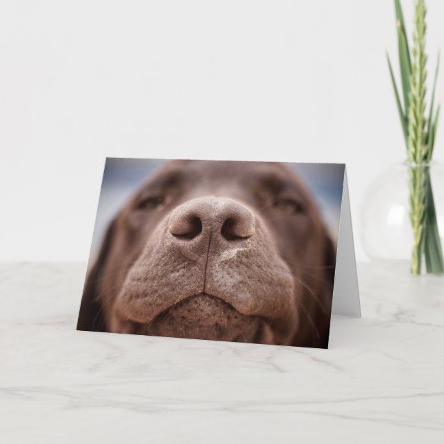 Chocolate Labrador Nose Closeup Card (Front)
