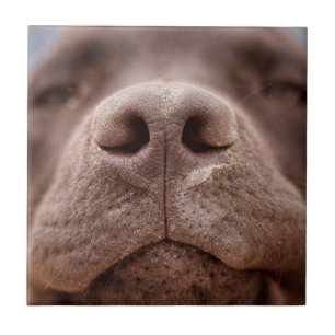 Chocolate Labrador Nose Closeup Ceramic Tile