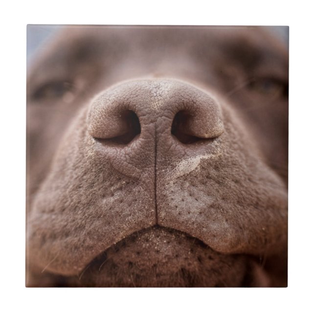 Chocolate Labrador Nose Closeup Ceramic Tile (Front)