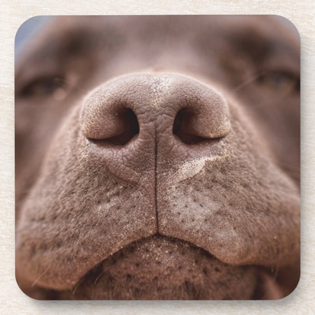 Chocolate Labrador Nose Closeup Coaster (Front)