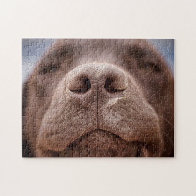 Chocolate Labrador Nose Closeup Jigsaw Puzzle (Horizontal)