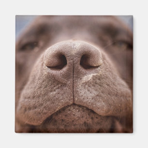 Chocolate Labrador Nose Closeup Magnet