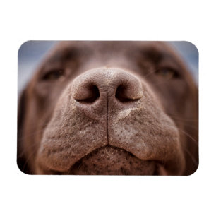 Chocolate Labrador Nose Closeup Magnet