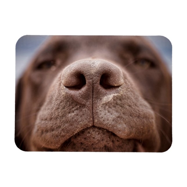 Chocolate Labrador Nose Closeup Magnet (Horizontal)