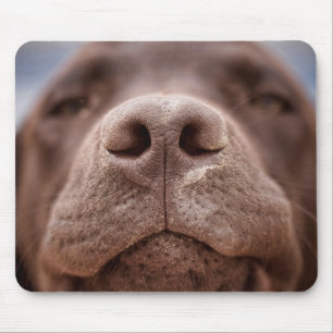 Chocolate Labrador Nose Closeup Mouse Pad