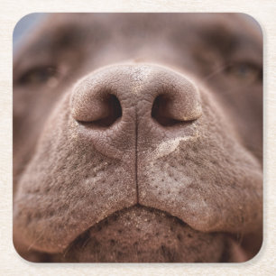Chocolate Labrador Nose Closeup Square Paper Coaster