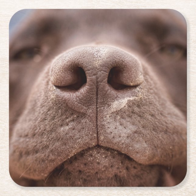 Chocolate Labrador Nose Closeup Square Paper Coaster (Front)