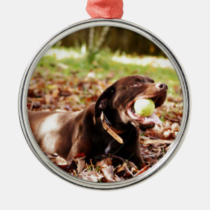 Chocolate Labrador Playing With Ball Metal Ornament