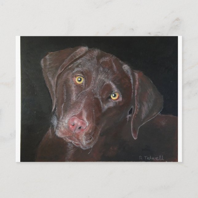 Chocolate Labrador Postcard (Front)
