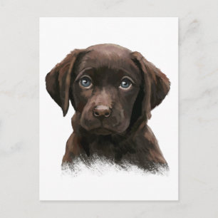 Chocolate Labrador Postcard