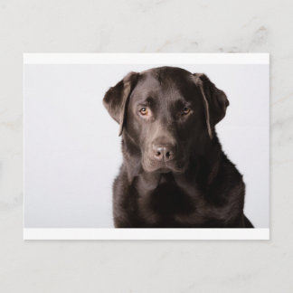 Chocolate Labrador Postcard