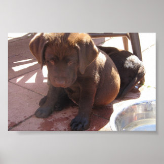 Chocolate Labrador Puppies Poster