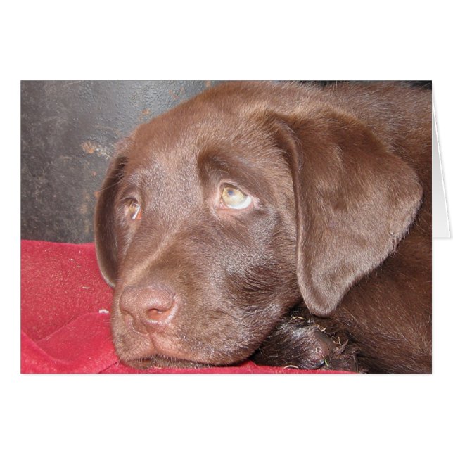 Chocolate Labrador Puppy (Front Horizontal)