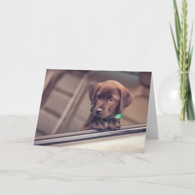 Chocolate Labrador Puppy In Car Card (Front)