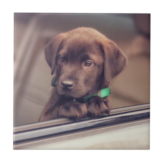 Chocolate Labrador Puppy In Car Ceramic Tile (Front)