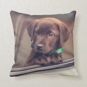 Chocolate Labrador Puppy In Car Cushion