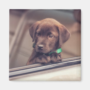 Chocolate Labrador Puppy In Car Magnet