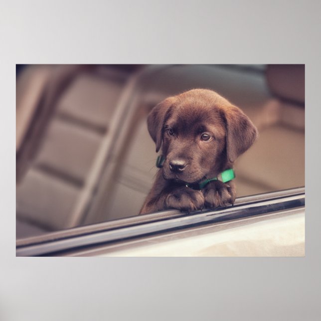 Chocolate Labrador Puppy In Car Poster (Front)