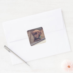 Chocolate Labrador Puppy In Car Square Sticker