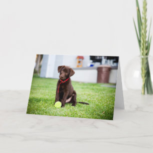 Chocolate Labrador Puppy With Tennis Ball Card