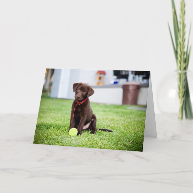 Chocolate Labrador Puppy With Tennis Ball Card (Front)