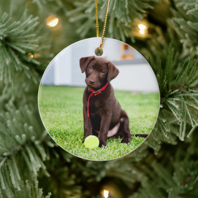 Chocolate Labrador Puppy With Tennis Ball Ceramic Ornament (Tree)